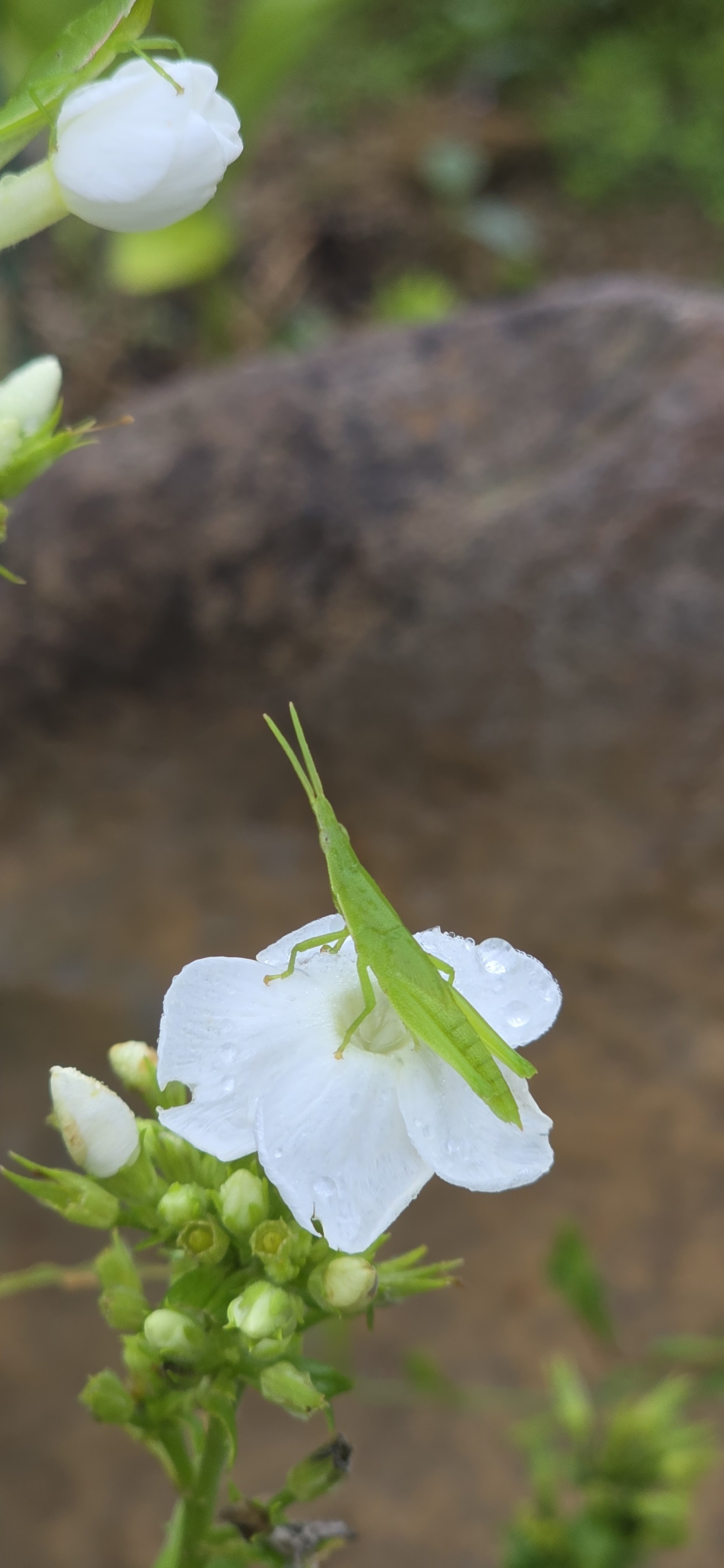 ����ũ�Ժ���