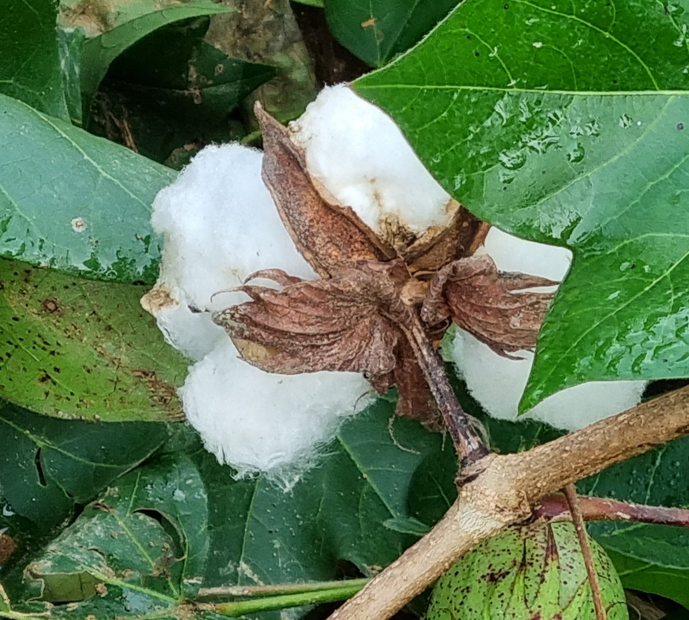 ����ũ�Ժ���